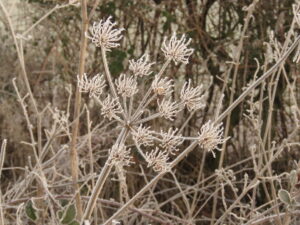 Linda Newbery: Frosted verge