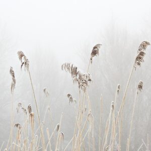 Gordon Stokes: Grasses - Cumnor - January