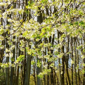 Gordon Stokes: Blossom and Beech - Wytham - March