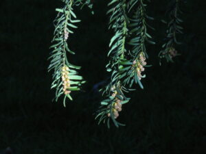 Linda Newbery: Yew flowers