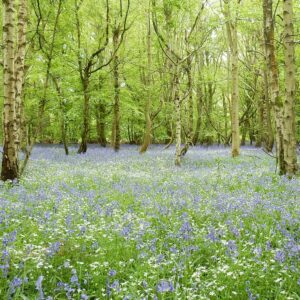 Gordon Stokes: Bluebells and Stitchwort - Besselsleigh - April