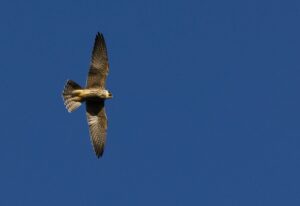 Graham Perryman: Hunting Hobby at Otmoor