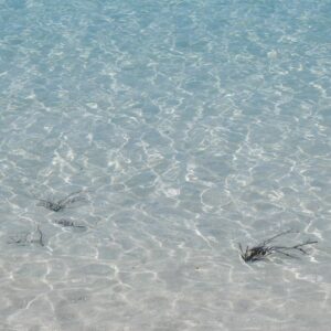 Gordon Stokes: Shallow Sea - Samson, Scilly - May