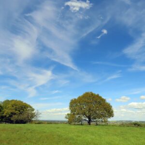 Gordon Stokes: Sihnal Elm - Boar's Hill - August