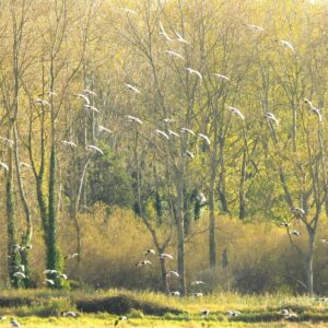 Gordon Stokes: Geese and trees - Thornham, Norfolk - September