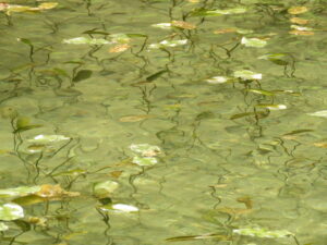 Linda Newbery: Pool at Sezincote