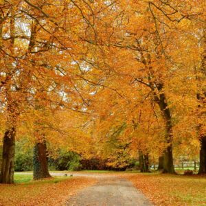 Gordon Stokes: Beeches - Longworth - October