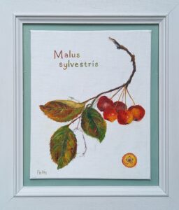 Valerie Petts OAS: Crab Apple - oil