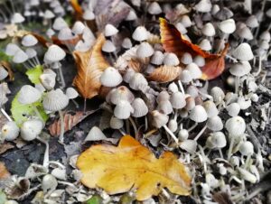 Helen C White: Woodland Mushrooms