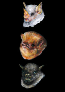 Harriet Allan: Bat trio in mixed media