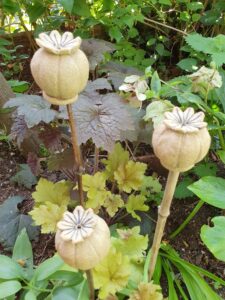 Karen Vogt: Poppy seed head cane-toppers