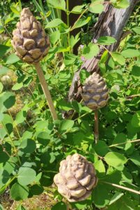 Karen Vogt: Fir cone cane-toppers