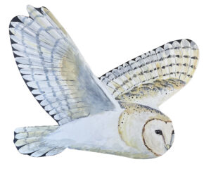 Fay Ford: Flying Barn Owl. Hand painted on wooden cutout. 43 x 33cm
