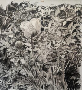 Judy Hammond: Charcoal sketch of plants in Judy's garden