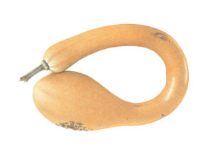 Dianne Frank SBA OAS: Corkscrew squash