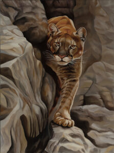 Gill Heaton OAS: Mountain Lion