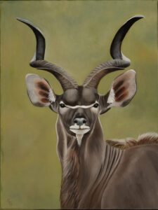 Gill Heaton OAS: Greater Kudu