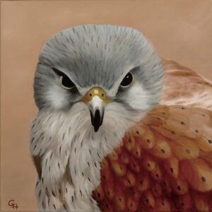 Gill Heaton OAS: Male kestrel