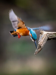 Stuart Feurtado: A Kingfisher at the top of it's dive to catch a fish with its perch in the background