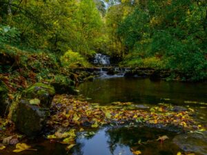 Stuart Feurtado: Ash Gill, stream with waterfall running through autumnal woodland