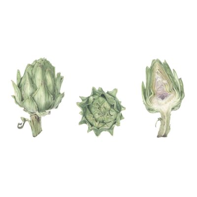 Artichoke study