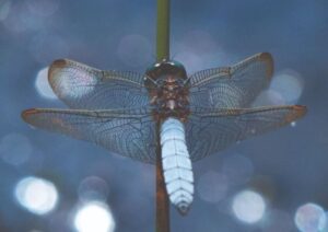 Graham Perryman: Keeled Skimmer