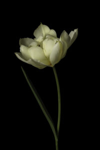 Benedict Ramos: Tulip by Benedict Ramos