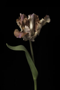 Benedict Ramos: Parrot tulip by Benedict Ramos