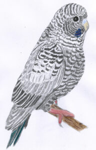 Lola Knopp: Black face black winged budgie (graphite and pastel on paper) A study of one of the more unusual budgie colourings, which is mostly black