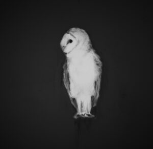 Kath Fotheringham: Barn owl sense