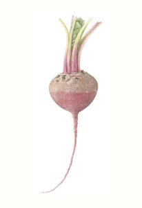 Dianne Frank SBA OAS: Beetroot