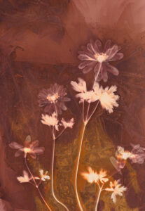 Maria Mademyr: Lumen Print Anemones