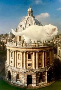 Bry Leighton: The Rad Cat