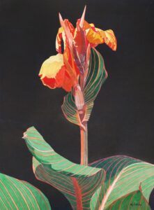 Marjorie Collins OAS: CANNA Watercolour 72 x 54 cm