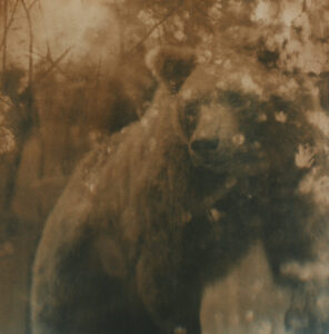Claire Francis: Sepia coloured image of a brown bear