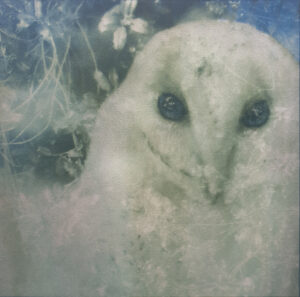Claire Francis: Close of image of owl overlaid with holly