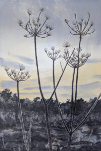 Alexandra Buckle: Cow Parsley Frost linocut by Alexandra Buckle