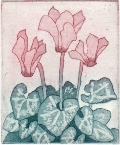 Claire Drinkwater OAS, OPC: Cyclamen. Etching. 6.5 x 5 cm. Unframed: £25