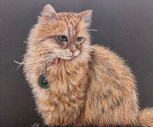 Louise Gustafson: Pet portrait commission. Sold. Pastel pencils on pastel mat paper.