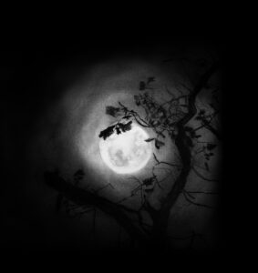 Kath Fotheringham: Moon  silhouette