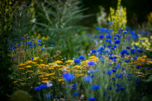 Bruno Guastalla: Great Dixter Kent