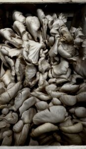 Helen C White: Mushroms