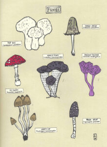 Lizzie Waterfield: Fungi, print and paper collage, 2025