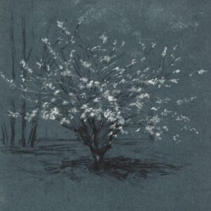 Emma Coleman-jones OAS: Prunus Tree