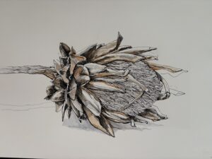 Amanda Bond OAS: PROTEUS in ink