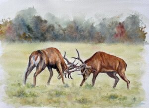 Janet Bird: ‘Butting Heads’, watercolours on cold pressed paper, 18 x 24 inches framed, £195