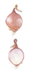 Dianne Frank SBA OAS: Roscoff Onion