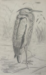 Davide Barbero: Sketchbook drawing of a grumpy heron