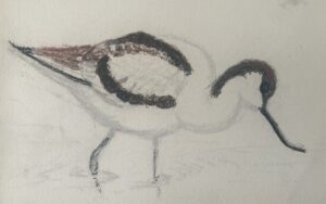 Davide Barbero: Pastel drawing of a bird