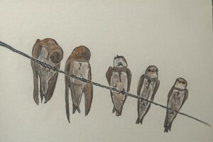 Davide Barbero: Pencil drawing of 5 birds on a telephone wire